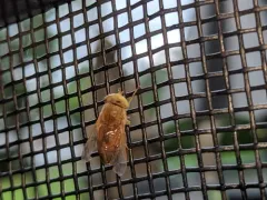 Atylotus bicolor thumbnail 4
