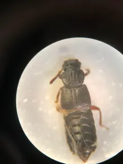Anotylus rugosus thumbnail 4