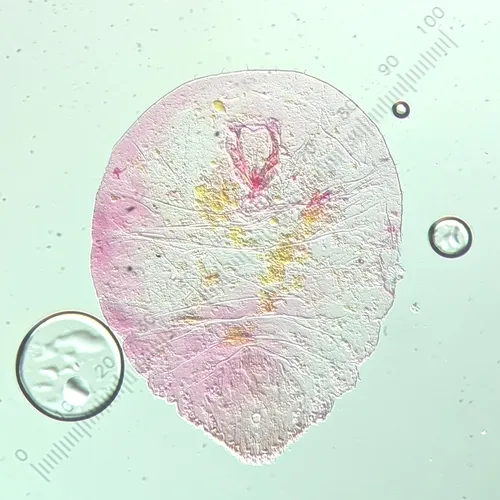 minute cypress scale
