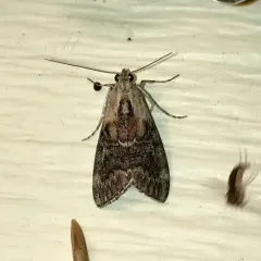 Striped Oak Webworm Moth thumbnail 3