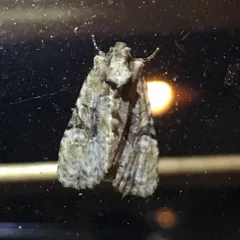 Black-banded Brocade thumbnail 4