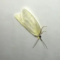 Maple-Basswood Leafroller Moth thumbnail 2