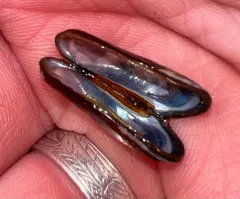 California Datemussel thumbnail 3
