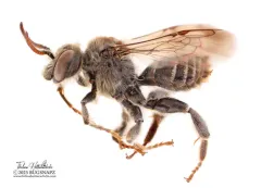 Macropis Cuckoo Bee thumbnail 2