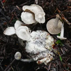 Parasitic Clitocybe thumbnail 3