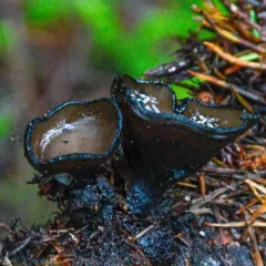 Pseudoplectania melaena thumbnail 4