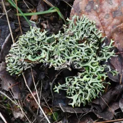 Imshaug's Tube Lichen thumbnail 4