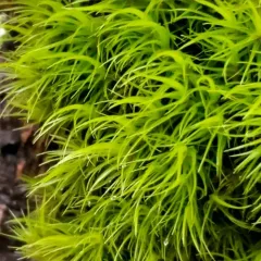 Broom Forkmoss thumbnail 4