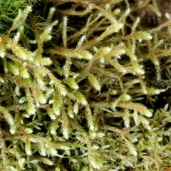 Pendulous Wing-moss thumbnail 4