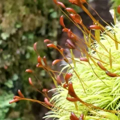 Dusky Fork-moss thumbnail 4