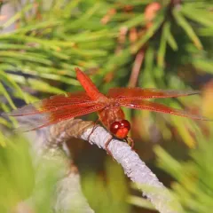 Flame Skimmer thumbnail 1