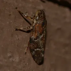 pine spittlebug thumbnail 4