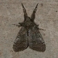 Variable Tussock Moth thumbnail 4