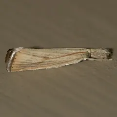 Lesser Vagabond Sod Webworm Moth thumbnail 4