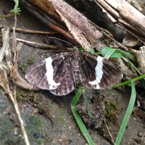 White-striped Black
