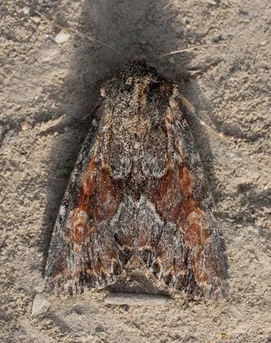 Apamea auranticolor