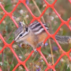Least Chipmunk thumbnail 3
