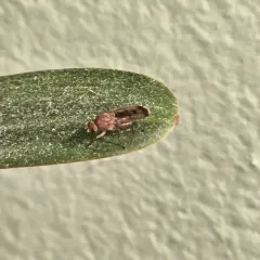Suillia variegata thumbnail 4