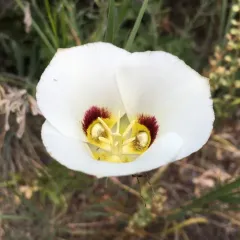 Sego Lily thumbnail 2