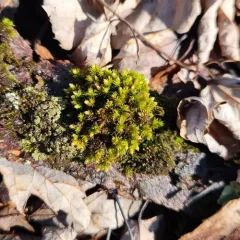Starry Bristle Moss thumbnail 4