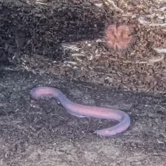 Pacific Hagfish thumbnail 4