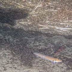 Blackbelly Eelpout thumbnail 3