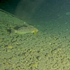 Kelp Greenling thumbnail 4