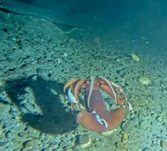 Schoolmaster Armhook Squid thumbnail 3