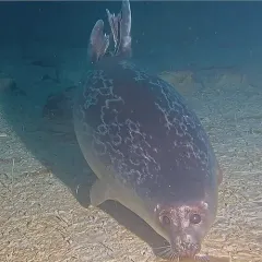 Ringed Seal thumbnail 3