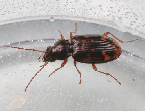 Bembidion debiliceps