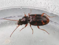 Bembidion debiliceps thumbnail 1