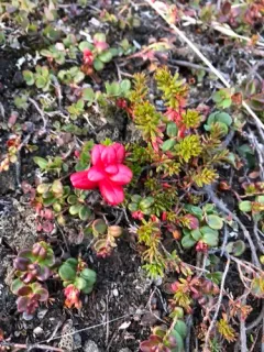 Exobasidium splendidum thumbnail 2