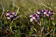 Pedicularis novaiae-zemliae thumbnail 2