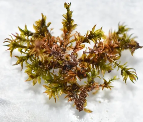 Hyophila Moss