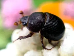 Odonteus falli thumbnail 4