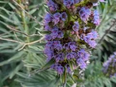 Pride of Madeira thumbnail 2