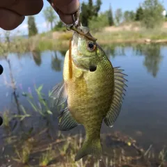 Bluegill thumbnail 2
