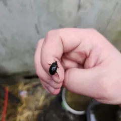 Necrophilus hydrophiloides thumbnail 4