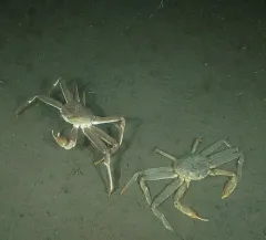 Snow Crab thumbnail 3