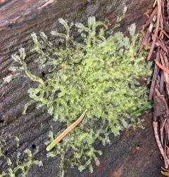 Bifid Crestwort thumbnail 4