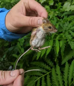 Eastern Woodland Jumping Mouse thumbnail 1