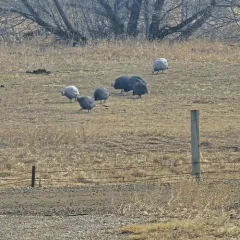 Helmeted Guineafowl thumbnail 2
