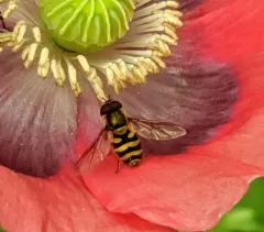 Black-thighed Flower Fly thumbnail 3