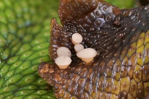 Bryoscyphus conocephali