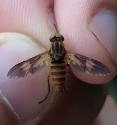 Arthropeas americana thumbnail 1