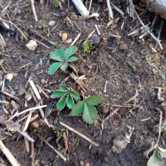 dwarf cinquefoil thumbnail 4
