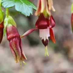 Sierra Gooseberry thumbnail 4