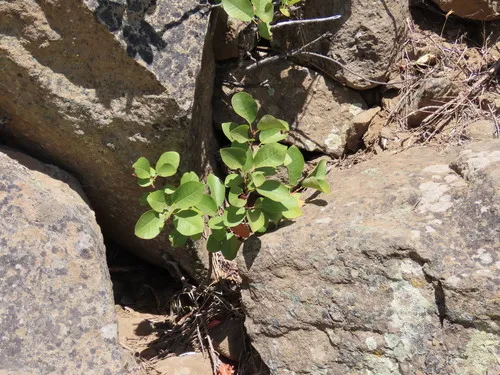 Pacific plum