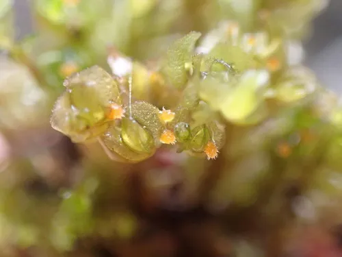 Octosporella jungermanniarum
