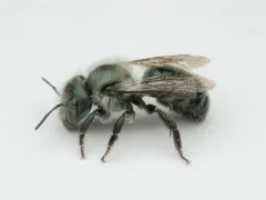 Osmia simillima thumbnail 3